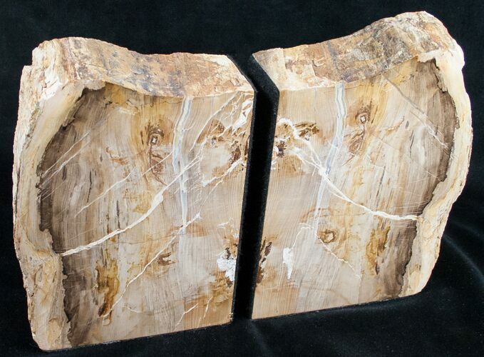 Oregon Petrified Wood Bookends - Oak #9723